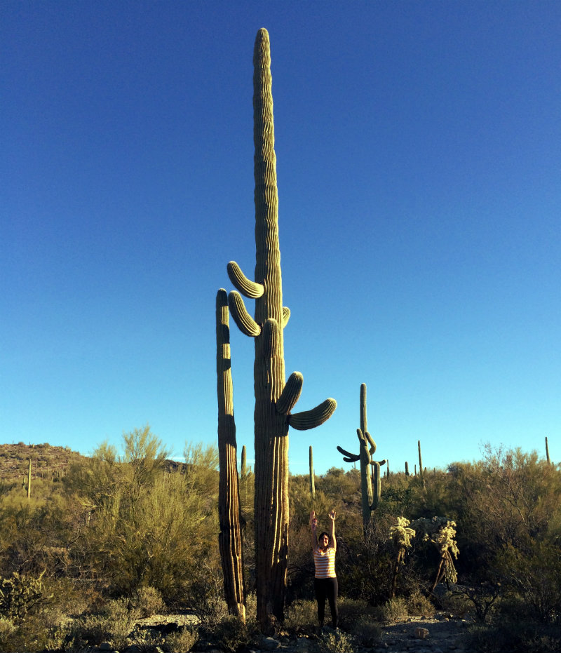 Really Tall Cactus at Organ Pipe National Monument