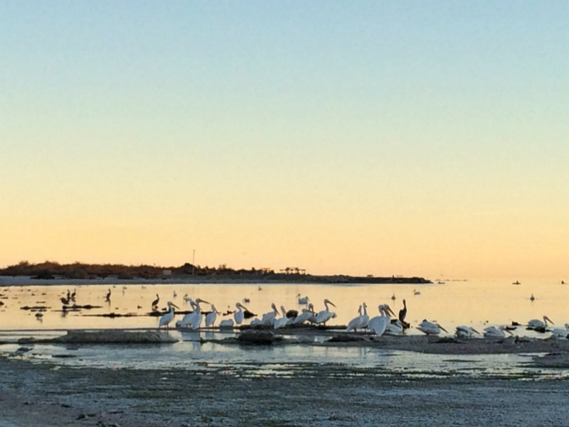 Salton Sea Pelicans 2