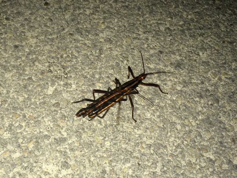 Big Bug