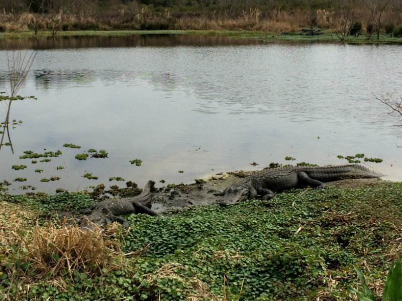 Gators sunbathing